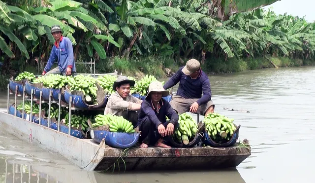 Chuyển đổi hiệu quả mô hình hoạt động của nông trường Sông Hậu