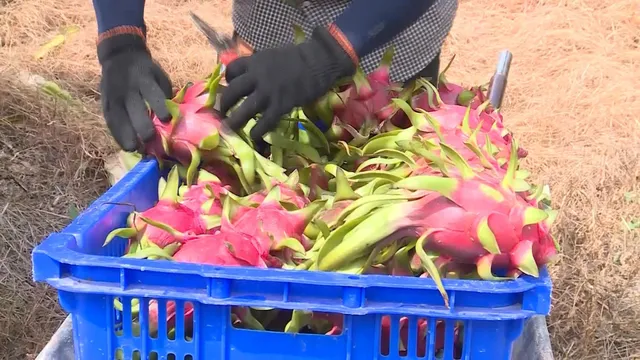 Giá thanh long bất ngờ tăng mạnh: Có hay không “bẫy quay vòng” của thương lái? - Ảnh 1.