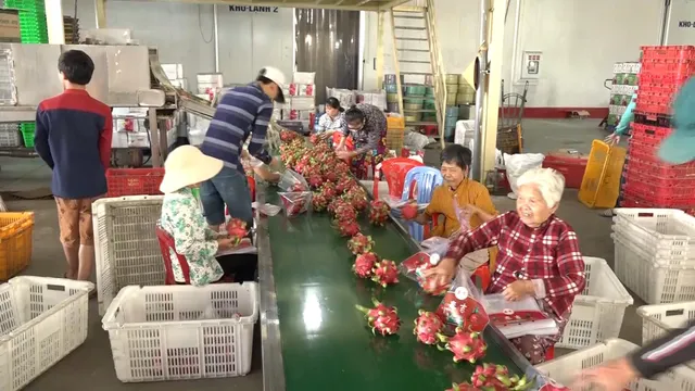 Long An: Nông dân trồng thanh long điêu đứng do ảnh hưởng bởi dịch do virus Corona - Ảnh 2. Long An: Nông dân trồng thanh long điêu đứng do ảnh hưởng bởi dịch do virus Corona - Ảnh 2.
