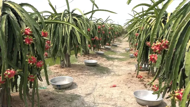 Long An: Nông dân trồng thanh long điêu đứng do ảnh hưởng bởi dịch do virus Corona - Ảnh 1. Long An: Nông dân trồng thanh long điêu đứng do ảnh hưởng bởi dịch do virus Corona - Ảnh 1.