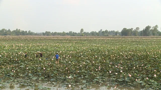 Mê mẩn với cánh đồng sen