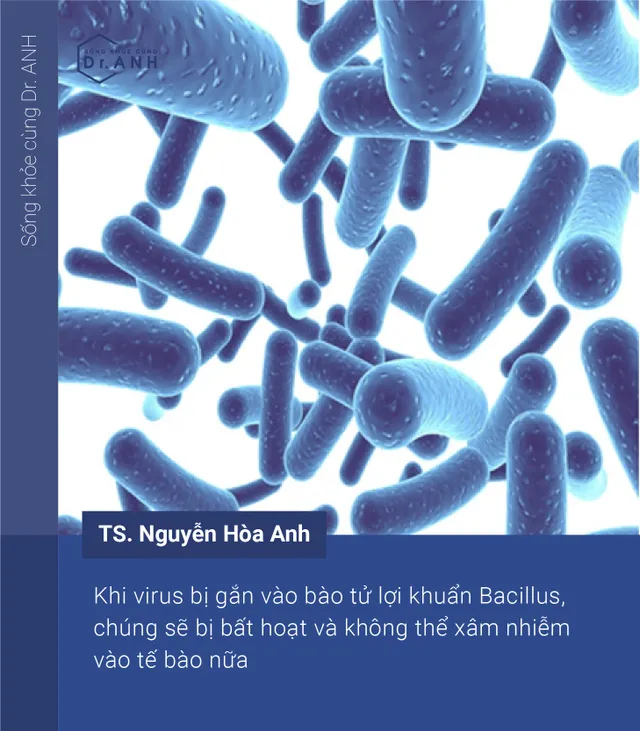 Cách ngăn cản virus xâm nhiễm, bảo vệ đường hô hấp bằng bào tử lợi khuẩn - Ảnh 5.