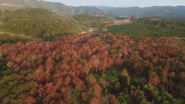 Khó khăn trong bảo vệ rừng thông tại Lâm Đồng