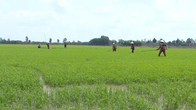 Khuyến cáo đầu vụ lúa Hè Thu