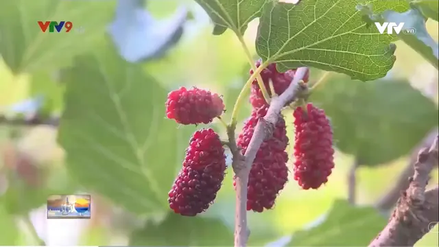 Làm giàu từ loại cây phương xa