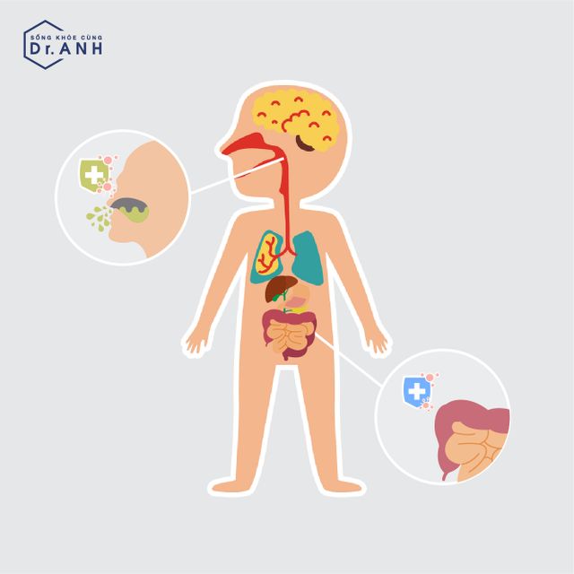 Sử dụng Bào tử lợi khuẩn Bacillus giúp tăng cường đề kháng đa kênh - Ảnh 1.