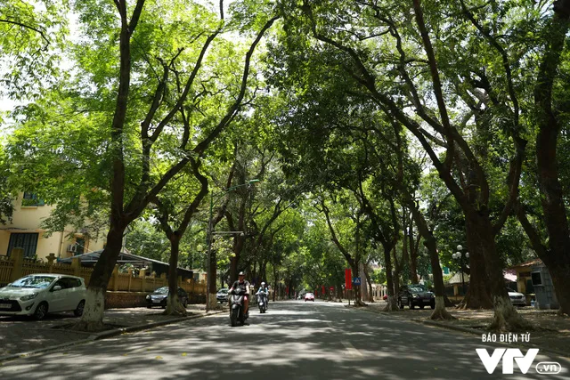 Đường phố Hà Nội nhuộm màu nắng vàng - Ảnh 1. Đường phố Hà Nội nhuộm màu nắng vàng - Ảnh 1.