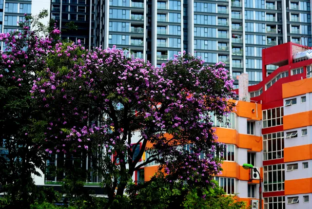 Ngắm bằng lăng khoe sắc rực rỡ đầu hè, rộn ràng từng góc phố - Ảnh 2. Ngắm bằng lăng khoe sắc rực rỡ đầu hè, rộn ràng từng góc phố - Ảnh 2.