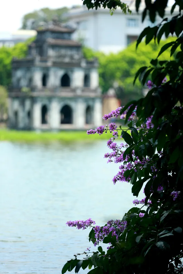 Ngắm bằng lăng khoe sắc rực rỡ đầu hè, rộn ràng từng góc phố - Ảnh 5. Ngắm bằng lăng khoe sắc rực rỡ đầu hè, rộn ràng từng góc phố - Ảnh 5.