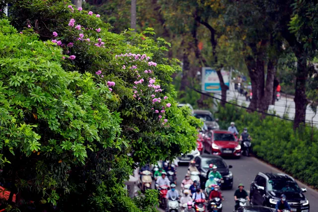 Ngắm bằng lăng khoe sắc rực rỡ đầu hè, rộn ràng từng góc phố - Ảnh 10. Ngắm bằng lăng khoe sắc rực rỡ đầu hè, rộn ràng từng góc phố - Ảnh 10.