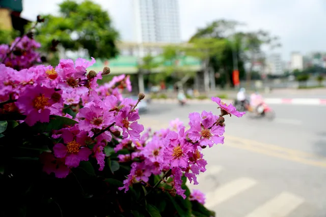 Ngắm bằng lăng khoe sắc rực rỡ đầu hè, rộn ràng từng góc phố - Ảnh 12. Ngắm bằng lăng khoe sắc rực rỡ đầu hè, rộn ràng từng góc phố - Ảnh 12.