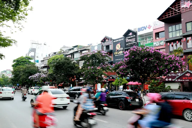Ngắm bằng lăng khoe sắc rực rỡ đầu hè, rộn ràng từng góc phố - Ảnh 13. Ngắm bằng lăng khoe sắc rực rỡ đầu hè, rộn ràng từng góc phố - Ảnh 13.