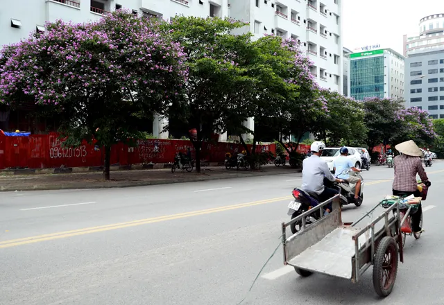 Ngắm bằng lăng khoe sắc rực rỡ đầu hè, rộn ràng từng góc phố - Ảnh 14. Ngắm bằng lăng khoe sắc rực rỡ đầu hè, rộn ràng từng góc phố - Ảnh 14.