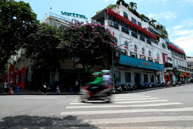 Ngắm bằng lăng khoe sắc rực rỡ đầu hè, rộn ràng từng góc phố - Ảnh 16. Ngắm bằng lăng khoe sắc rực rỡ đầu hè, rộn ràng từng góc phố - Ảnh 16.