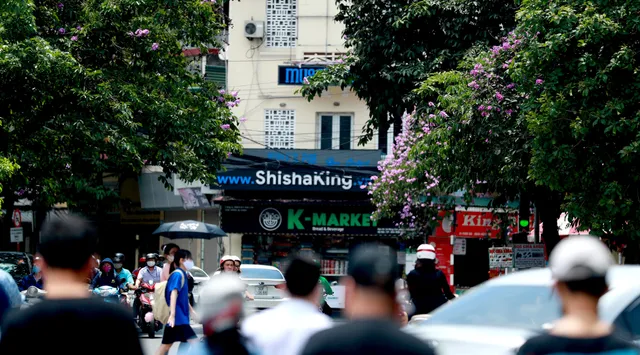 Ngắm bằng lăng khoe sắc rực rỡ đầu hè, rộn ràng từng góc phố - Ảnh 17. Ngắm bằng lăng khoe sắc rực rỡ đầu hè, rộn ràng từng góc phố - Ảnh 17.