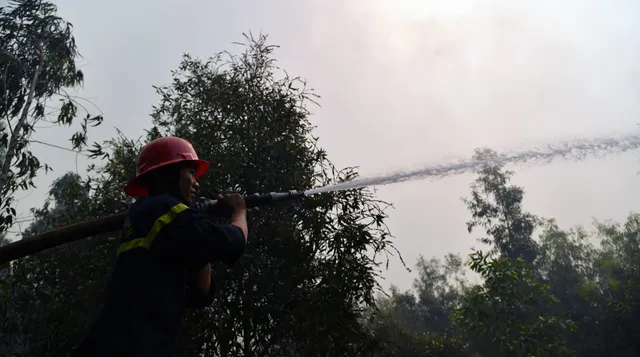 Hàng chục ha rừng tràm ở Kiên Giang bị bà hỏa thiêu rụi - Ảnh 3.