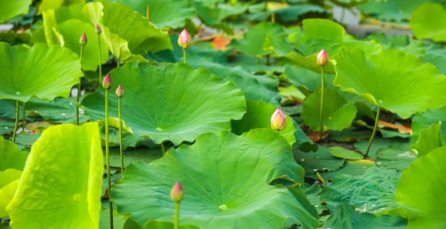 Sen Hồ Tây vào mùa, rực rỡ khoe sắc khắp phố phường Hà Nội - Ảnh 2. Sen Hồ Tây vào mùa, rực rỡ khoe sắc khắp phố phường Hà Nội - Ảnh 2.