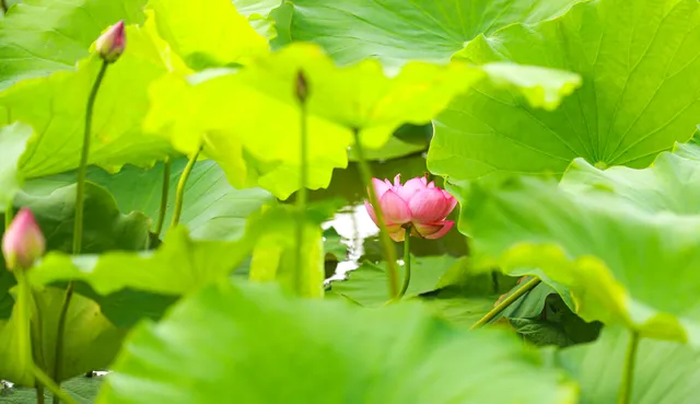 Sen Hồ Tây vào mùa, rực rỡ khoe sắc khắp phố phường Hà Nội - Ảnh 1. Sen Hồ Tây vào mùa, rực rỡ khoe sắc khắp phố phường Hà Nội - Ảnh 1.