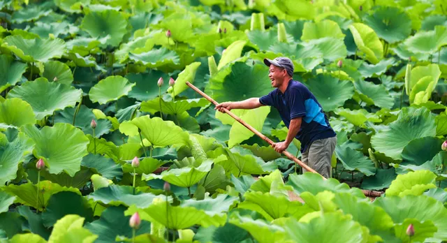 Sen Hồ Tây vào mùa, rực rỡ khoe sắc khắp phố phường Hà Nội - Ảnh 7. Sen Hồ Tây vào mùa, rực rỡ khoe sắc khắp phố phường Hà Nội - Ảnh 7.