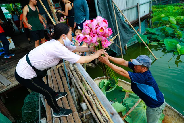 Sen Hồ Tây vào mùa, rực rỡ khoe sắc khắp phố phường Hà Nội - Ảnh 10. Sen Hồ Tây vào mùa, rực rỡ khoe sắc khắp phố phường Hà Nội - Ảnh 10.