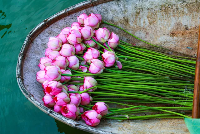 Sen Hồ Tây vào mùa, rực rỡ khoe sắc khắp phố phường Hà Nội - Ảnh 9. Sen Hồ Tây vào mùa, rực rỡ khoe sắc khắp phố phường Hà Nội - Ảnh 9.