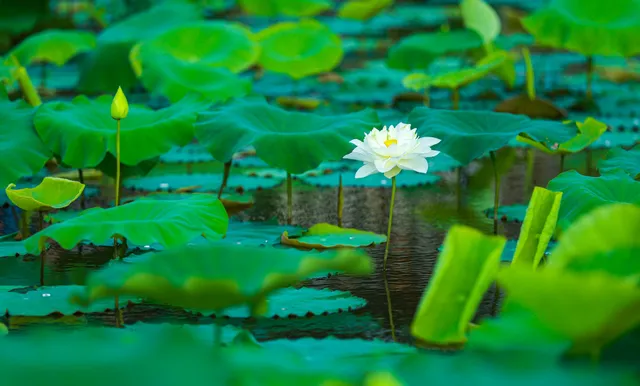 Sen Hồ Tây vào mùa, rực rỡ khoe sắc khắp phố phường Hà Nội - Ảnh 4. Sen Hồ Tây vào mùa, rực rỡ khoe sắc khắp phố phường Hà Nội - Ảnh 4.