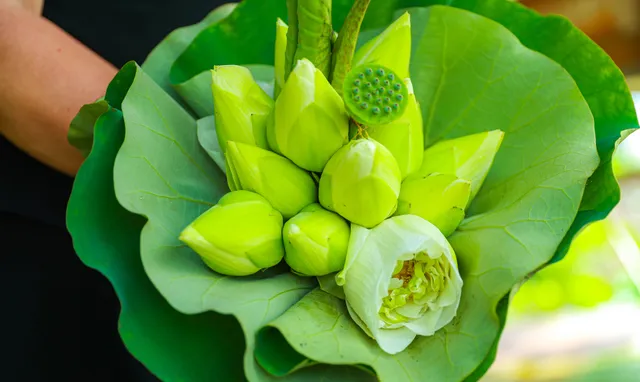 Sen Hồ Tây vào mùa, rực rỡ khoe sắc khắp phố phường Hà Nội - Ảnh 15. Sen Hồ Tây vào mùa, rực rỡ khoe sắc khắp phố phường Hà Nội - Ảnh 15.