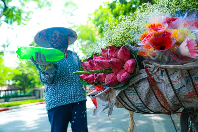 Sen Hồ Tây vào mùa, rực rỡ khoe sắc khắp phố phường Hà Nội - Ảnh 17. Sen Hồ Tây vào mùa, rực rỡ khoe sắc khắp phố phường Hà Nội - Ảnh 17.