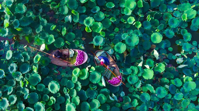 Sen Hồ Tây vào mùa, rực rỡ khoe sắc khắp phố phường Hà Nội - Ảnh 5. Sen Hồ Tây vào mùa, rực rỡ khoe sắc khắp phố phường Hà Nội - Ảnh 5.