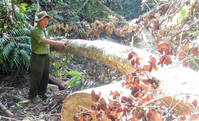 Phú Yên: Điều tra các đối tượng ngang nhiên mở đường để phá rừng - Ảnh 4.