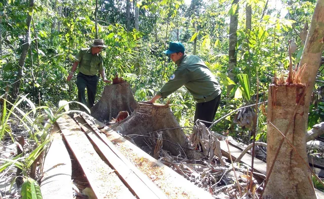 Phú Yên: Điều tra các đối tượng ngang nhiên mở đường để phá rừng - Ảnh 5.