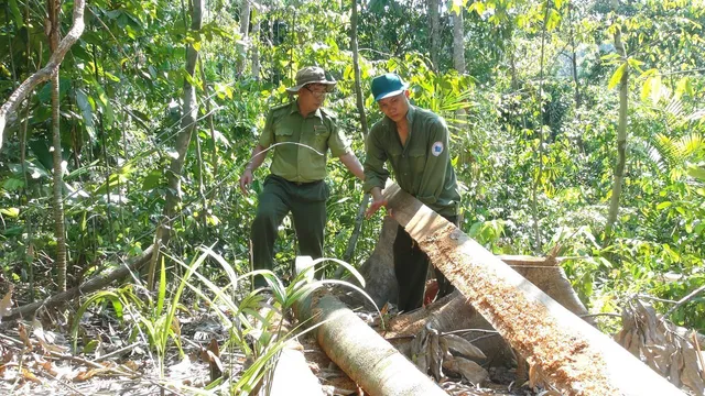 Phú Yên: Điều tra các đối tượng ngang nhiên mở đường để phá rừng - Ảnh 1.