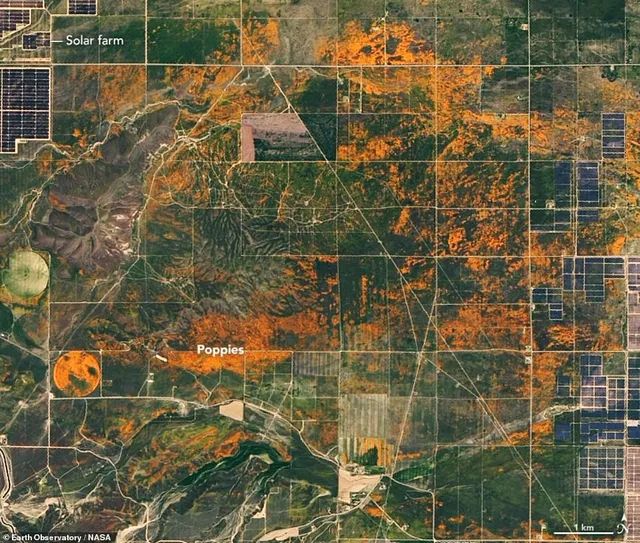 Hàng triệu bông hoa anh túc nở rộ bất chấp hạn hán lịch sử tại California (Mỹ) - Ảnh 3.