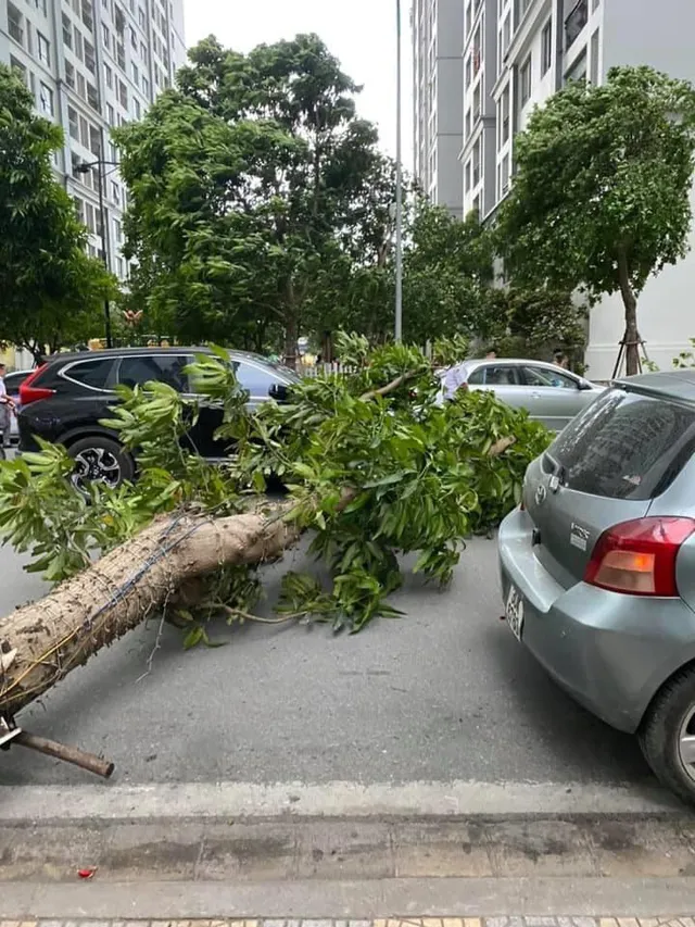 Hà Nội: Cây xanh bật gốc đè trúng ô tô đang chạy trên đường - Ảnh 2.