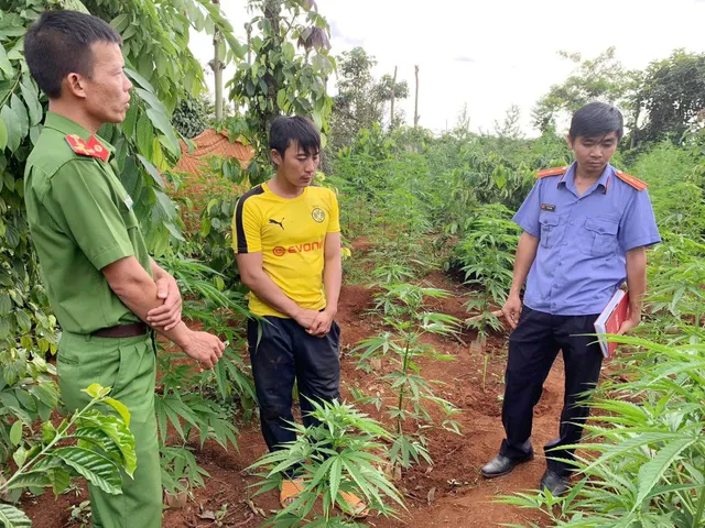 Liên tiếp phát hiện các vụ trồng cần sa, có nhà tới hơn 1.000 cây - Ảnh 2.