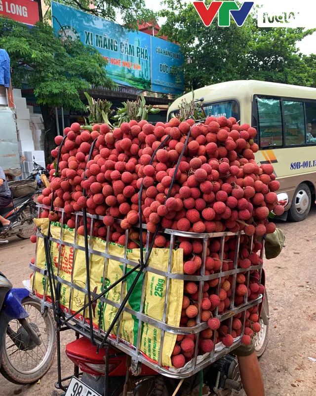 Đỏ rực “vương quốc” vải thiều những ngày tháng 6… - Ảnh 10.