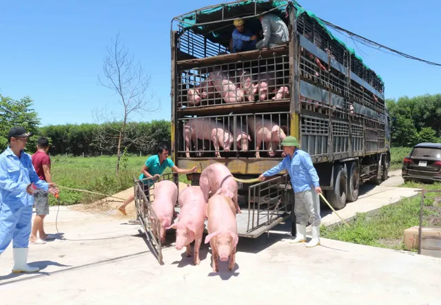 Không có chuyện lợn Thái Lan nhập về có chất cấm - Ảnh 1.