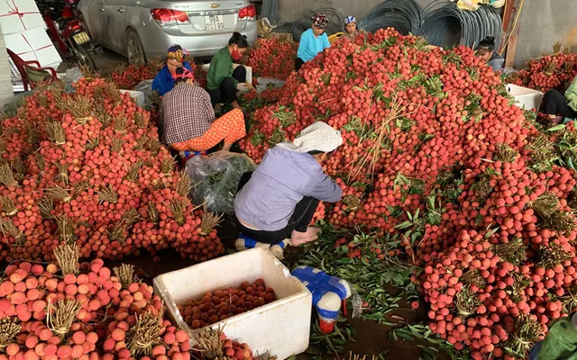 Sau Bắc Giang, Hải Dương xuất khẩu lô vải thiều đầu tiên sang Nhật - Ảnh 2.