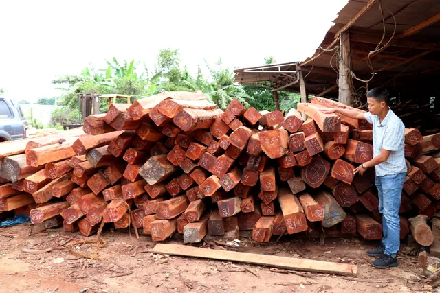 Phát hiện vụ vận chuyển, tàng trữ gỗ trái phép quy mô lớn ở Gia Lai - Ảnh 3.