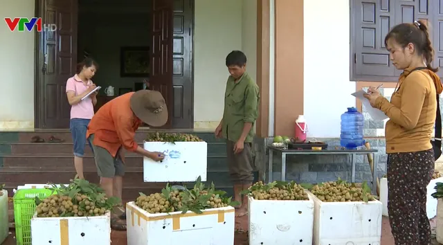 Liên kết xuất khẩu nhãn: Nhãn Sơn La “rộng cửa”, giá cao - Ảnh 3.