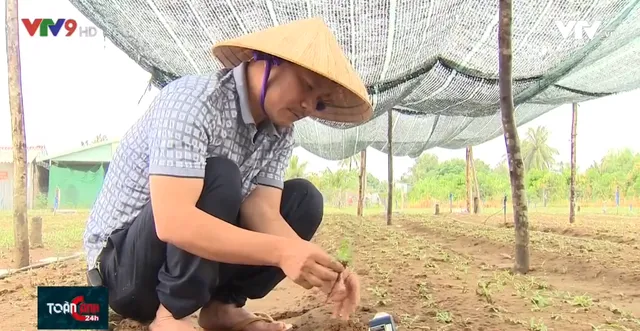 Cựu chiến binh tìm sâm trên cát