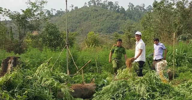 Nghe lời dụ dỗ, người dân trồng cần sa trên đất rẫy để lấy lá cho gà ăn - Ảnh 1.