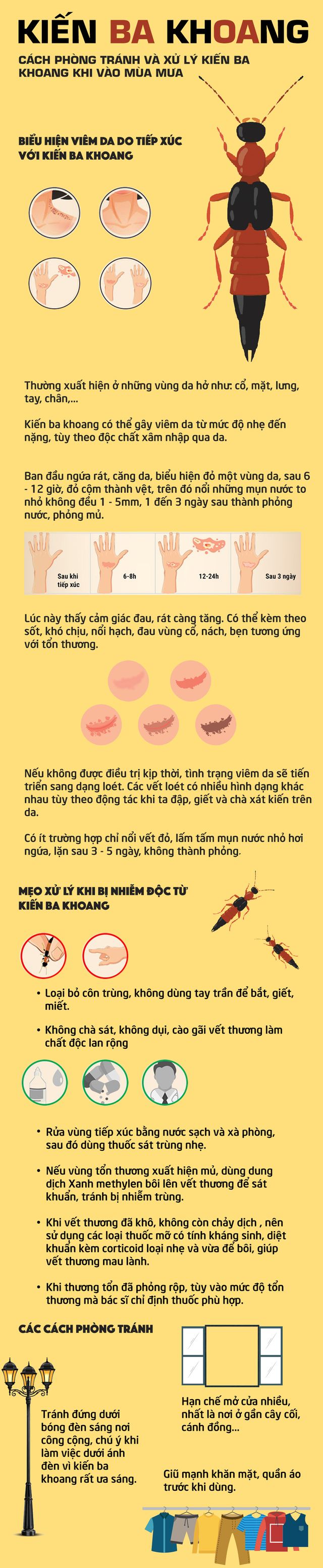 [INFOGRAPHIC] Mẹo phòng tránh và xử trí kiến ba khoang khi vào mùa mưa - Ảnh 1.