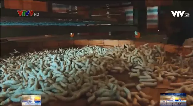 Nuôi tằm ăn cơm đứng