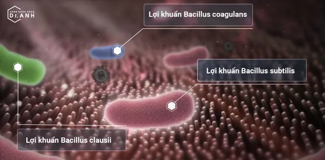 Sự thật về tác dụng của 3 chủng lợi khuẩn  Bacillus subtilis, Bacillus coagulans và Bacillus clausii - Ảnh 1.