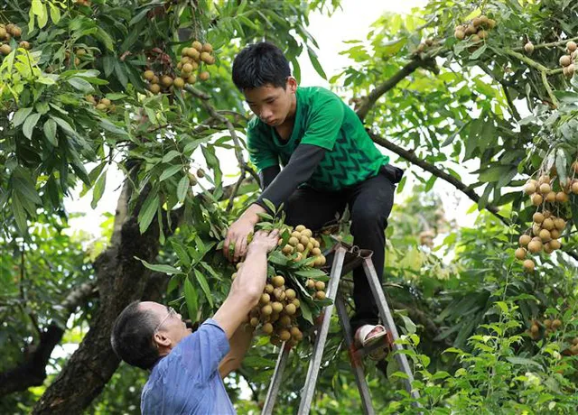 Liên Bộ chung tay giải cứu 50.000 tấn nhãn - Ảnh 2.