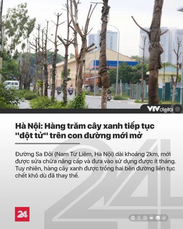 Tin nóng đầu ngày 15/8: Hàng trăm cây xanh tiếp tục đột tử trên con đường mới mở ở Hà Nội - Ảnh 1.