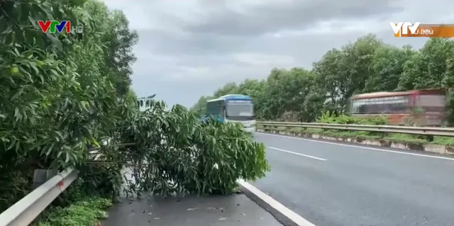 Hiểm họa từ cây gãy đổ trên cao tốc - Ảnh 1.