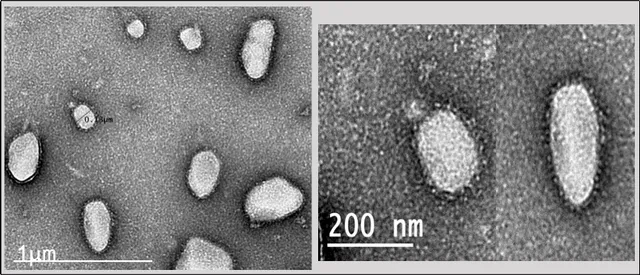 Virus SARS-CoV-2 có thể tồn tại ở ngoài trời lâu hơn vào mùa thu - Ảnh 1.