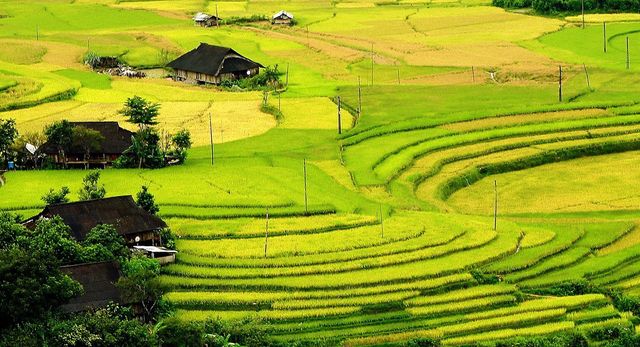 Mãn nhãn cảnh đẹp hùng vĩ của mùa vàng Mù Cang Chải - Ảnh 4.